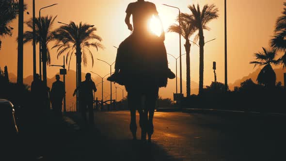 Silhouette of Man on Camel Moving Along the Road in City Into the Sunset. Egypt. Slow Motion