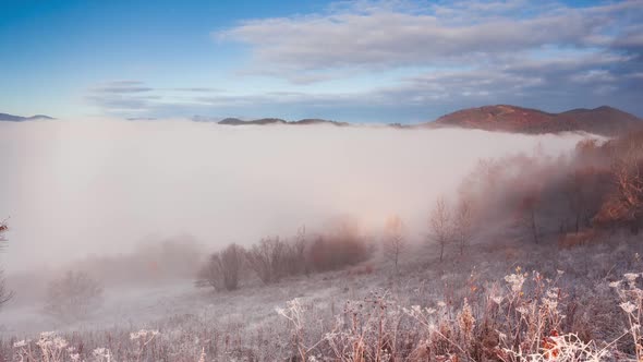 Field in the Fog