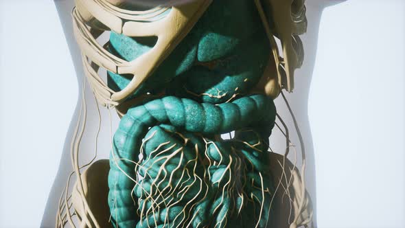 Detailed Human Digestive System Anatomy alt