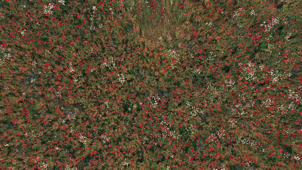 View Above on Field of Red Blooming Poppies