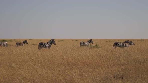 Zebras in Maasai Mara National Reserve