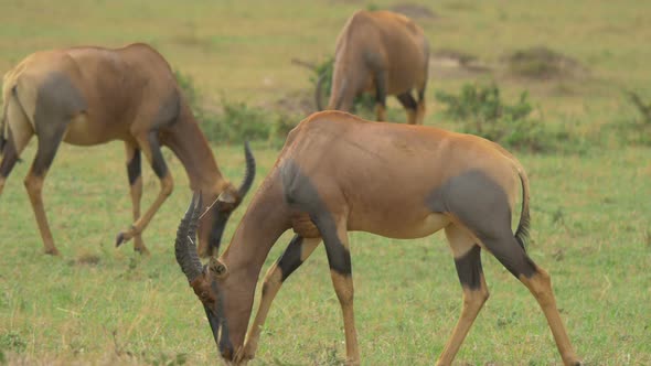 Topi antelopes walking and grazing