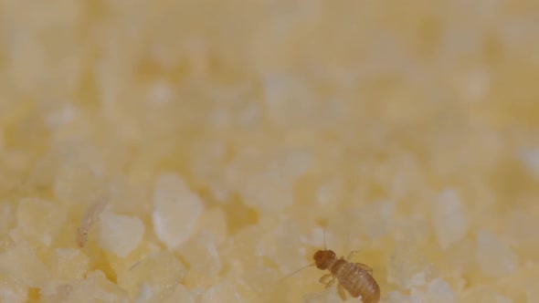 Tiny Beetles in Semolina. Macro Footage with Insects in Food.