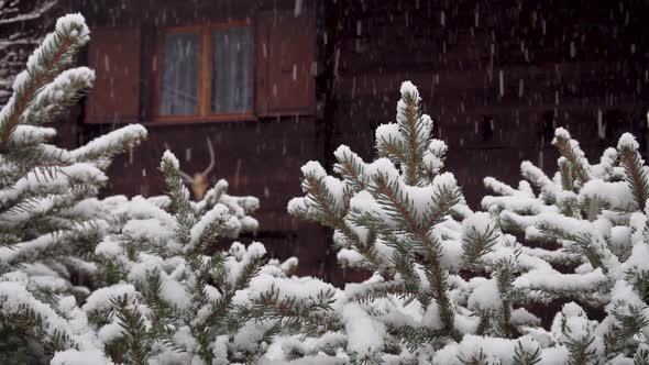 Heavy Snowfall in the Countryside. Snow Falls on Spruce Branches, in the Background of a Beautiful