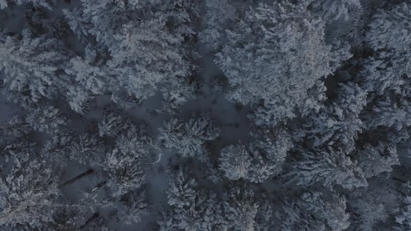 Snow covered spruce trees on the side of a mountain AERIAL TOP DOWN