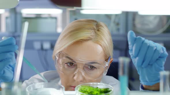 Researcher Making Lab Test in Petri Dishes alt