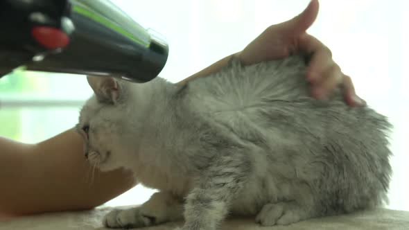 Owner Is Grooming The Fur Of Cute Kitten After Shower With Hair Dryer