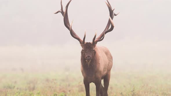 Bull Elk Video Clip in Autumn