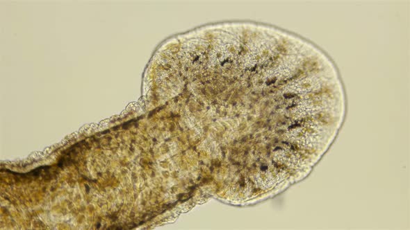 Leech. Fish Leech Piscicola Under the Microscope