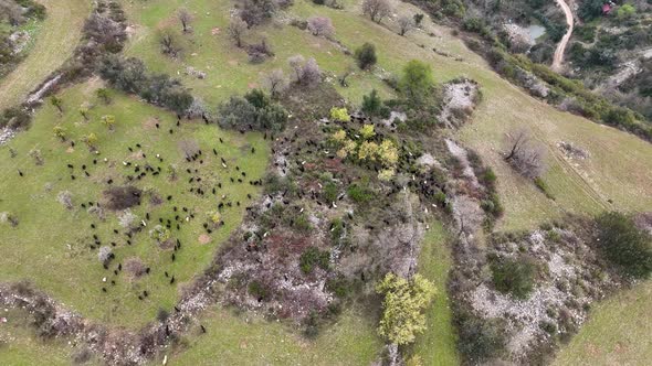 Herd of sheep in the mountains aerial view 4 K