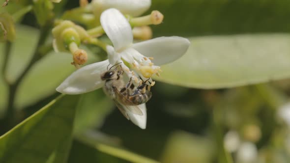 Macro shot of a bee drinking nectar from a citrus tree flower