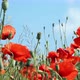 red poppy flowers - VideoHive Item for Sale
