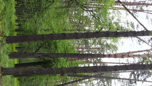 Vertical Video of a Forest with Pine Trees