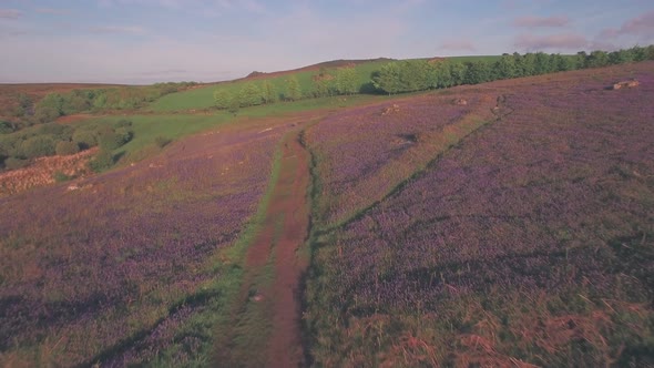 Purple bluebell field in Dartmoor National Park in spring, Devon, England, UK, Aerial drone view