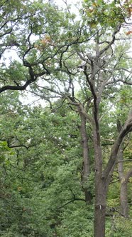 Aerial View of Green Forest in Summer