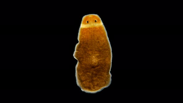 The Flatworm Microarchicotylus Sp. Under the Microscope, Family Dendrocoelidae