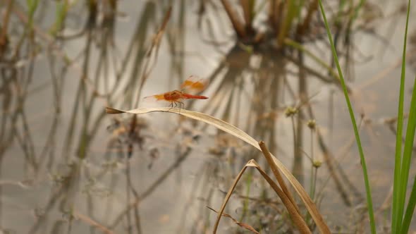 Dragonfly in Swamp