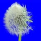 Opening Dandelion - VideoHive Item for Sale