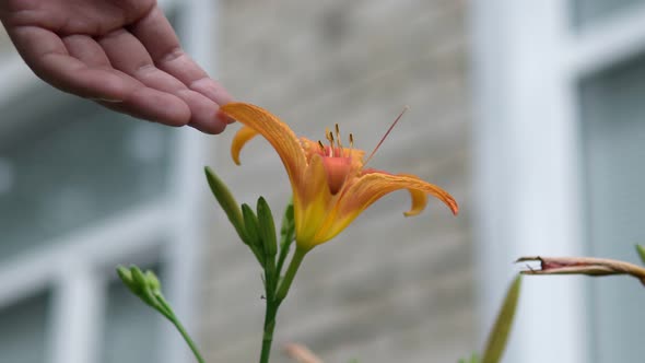 Orange Tiger Lily Lilium Lancifolium Blooming on the Green Garden Background