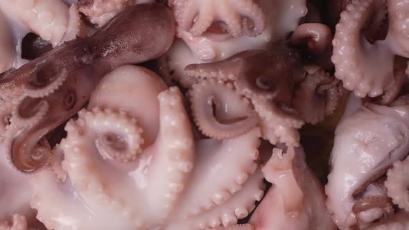 Fresh Baby Octopuses 66