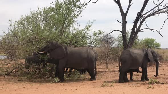 Elephant eats leaves from Acacia Tree along the Chobe River in Africa