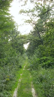 Vertical Video of Summer Forest By Day