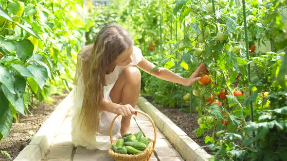 Adorable Little Girl Harvesting Cucumbers and Tomatoes in Greenhouse.