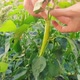 Woman harvesting fresh organic green pepper in the garden on a sunny day - VideoHive Item for Sale