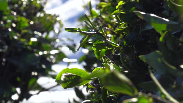 Snowy Green Tea Leaves in Winter