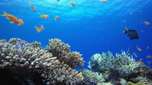 Tropical Underwater Sea