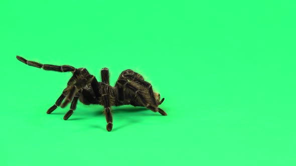 Spider Tarantula in Threatening Position Isolated at Green Screen. Closeup