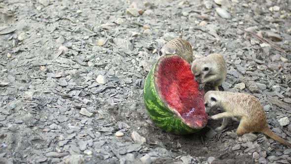 Meerkat eating watermelon a sunny day