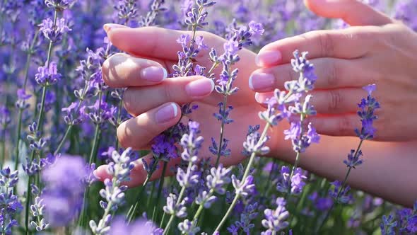 The woman's hand gently touches the flowers of the lavender field.