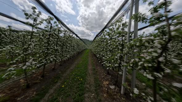 Speed FPV Sports Drone Dynamic Shot Agricultural Apple Farm Blossom Trees Flowers Tunnel at Valley