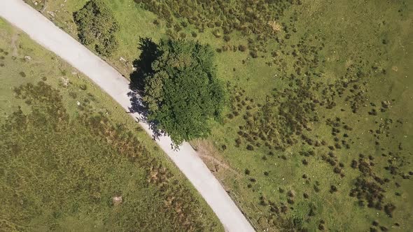 Overhead view of road and tree in Dartmoor National Park, England. Road and tree view from above.