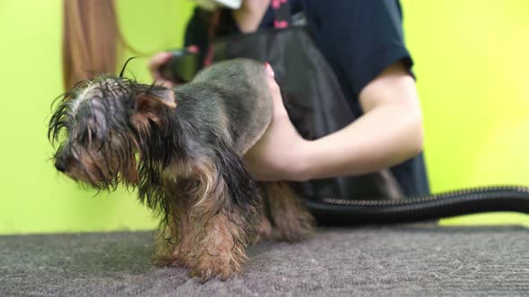 Groomer Dries with a Hairdryer of Yorkshire Terrier