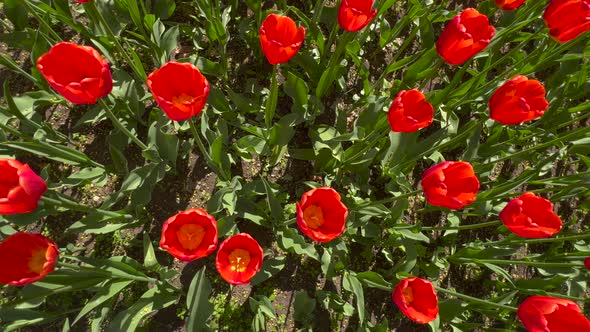 Fresh Spring Top View of a Chic Red Tulip Opening Under the Warm Light