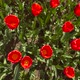 Fresh Spring Top View of a Chic Red Tulip Opening Under the Warm Light - VideoHive Item for Sale