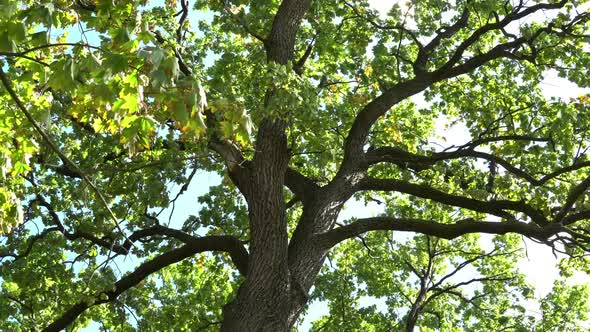 Oak Tree In The Wind