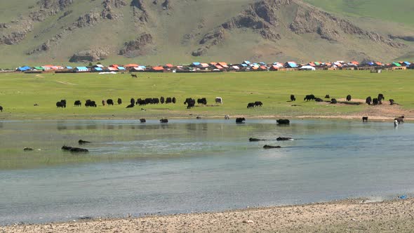 Yak Cattle Crossing the River's Waters in the Mongolian Meadows