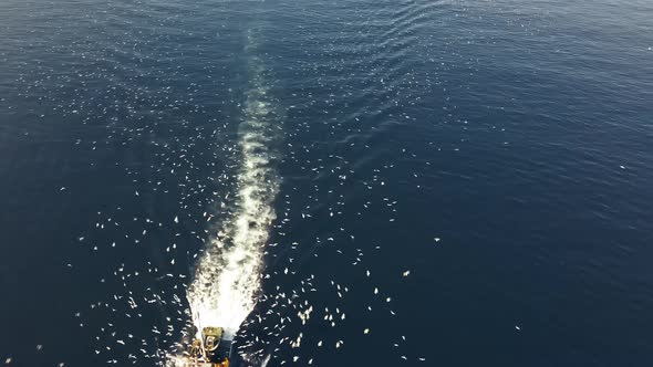 amazing drone shot of fisherman boat with seagulls