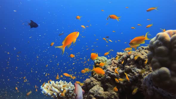 Tropical Underwater Fish Reef