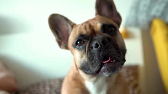 French Bulldog Curiously Looking At Camera. - close up shot