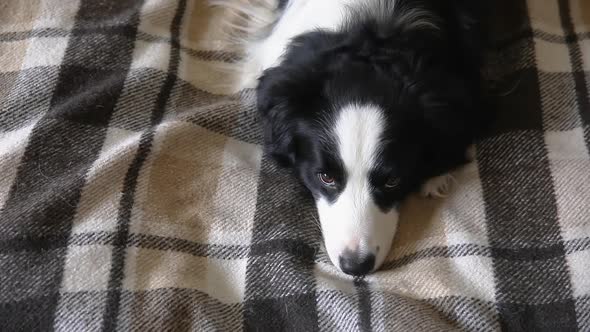 Funny Puppy Dog Border Collie Lying on Couch with Plaid Indoors