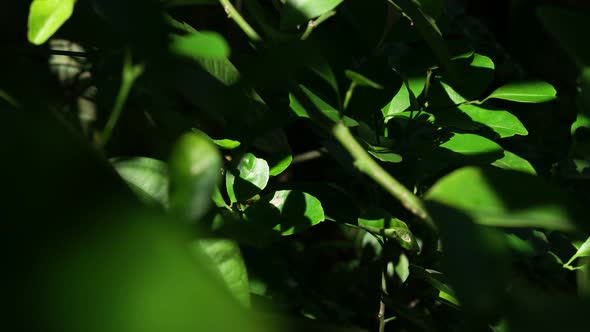 Green Leaf In Nature