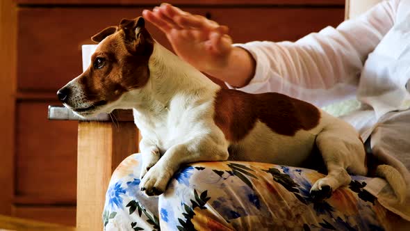 Small and cute doggy enjoys neck rub, yawns as it relaxes