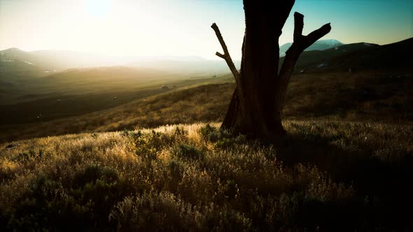 Old Tree Stump Trunk on the Hill at Sunset