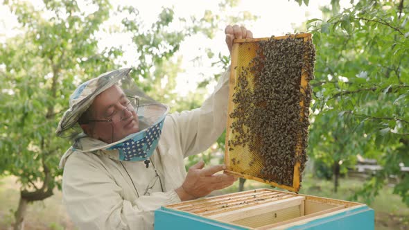 beekeeper holding a honeycomb full of bees. Beekeeper inspecting honeycomb frame at apiary