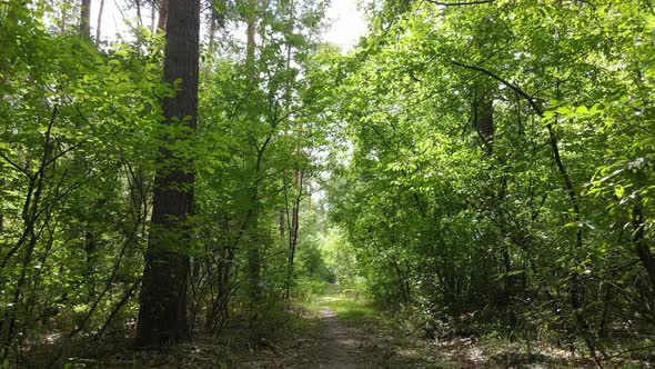 Slow Motion View of Green Forest By Day