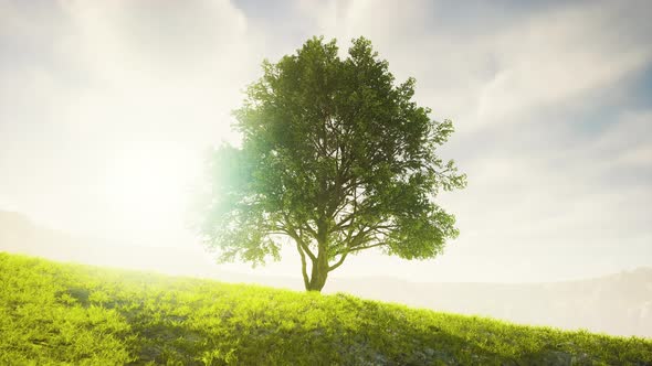 Panoramic Landscape with Lonely Tree Among Green Hills